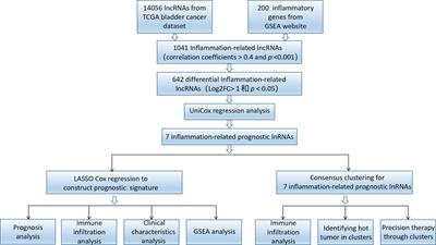 Identification of a novel defined inflammation-related long noncoding RNA signature contributes to predicting prognosis and distinction between the cold and hot tumors in bladder cancer